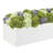 Sedum and Thistle Arranged in Rectangular Planter