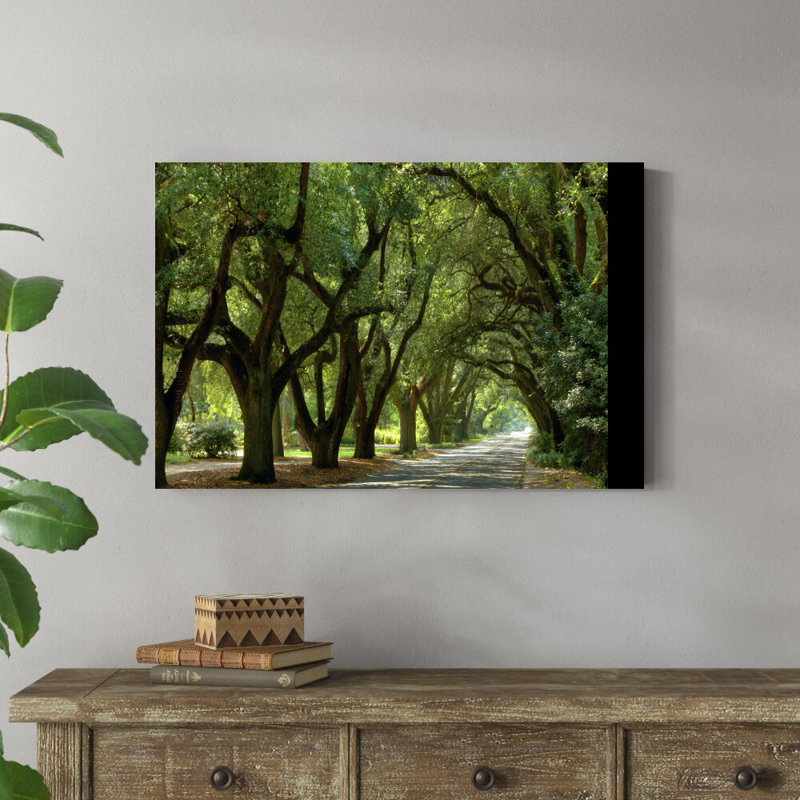 " Canopy Road Panorama II " by James McLoughlin, 24" H x 36" W