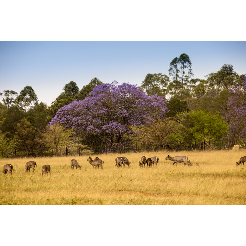 Hillard Herd Of Waterbucks Standing by Kamadie - Wrapped Canvas Print, 61cm H x 91cm W x 3.8cm D