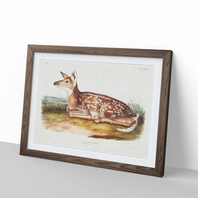 American Deer by J.W. Audubon - Single Picture Frame Painting, 24cm H x 33cm W x 2cm D, Walnut Framed