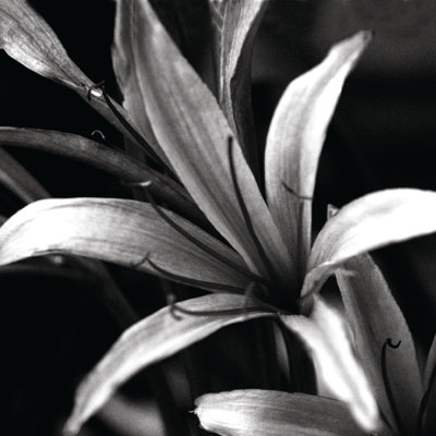 Black And White Flower 4 - Wrapped Canvas Print