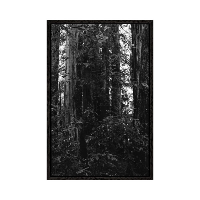 Redwood Forest VII by Bethany Young - Print on Canvas, Black Framed, 101.6cm H x 66.04cm W x 3.81cm D