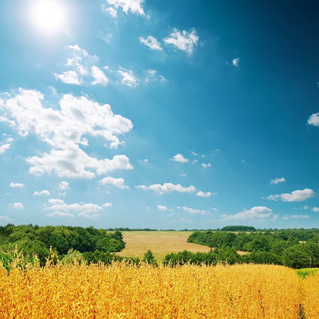 Goldener Hafer unter dem Himmel von Mycola - Leinwandfoto im Wickel