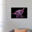 Huckleberry The Highland Cow by Shirley Macarthur - Painting on Canvas-950189472-950189479