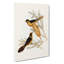 Helmeted Honeyeater by Elizabeth Gould - Wrapped Canvas-55360080