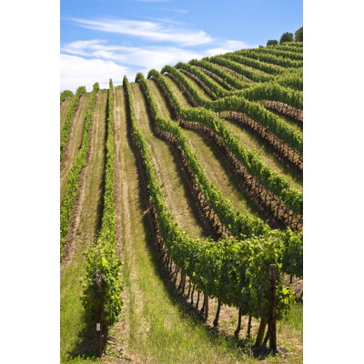 Vineyard by Lmjp - Wrapped Canvas Print
