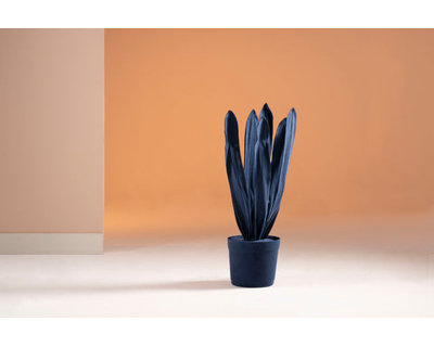 Sansevieria bleue moyenne