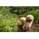 Dog by Nailzchap - No Frame Art Prints on Canvas
