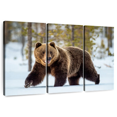 Grizzly Brampt adulte