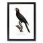 Greater Vasa Parrot by F. Levaillant - Picture Frame Painting Print-55575557-55575556