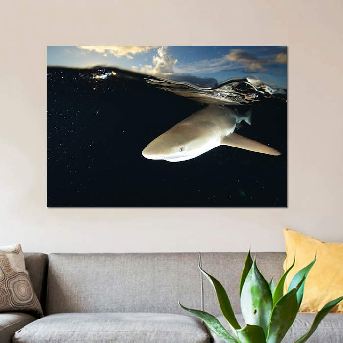 " Blacktip Reef Shark, Yap, Micronesia II " by Andreas Schumacher, 12" H x 18" W x 1.5" D, Wrapped Canvas, No Mat