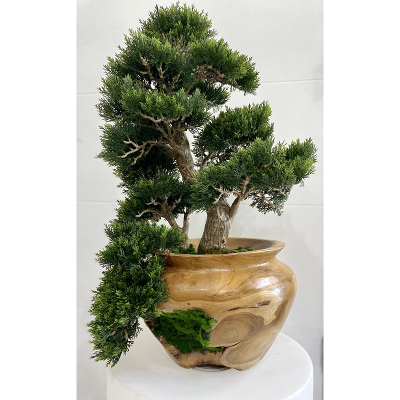 Petit bonsaï dans un vase en teck sculpté à la main