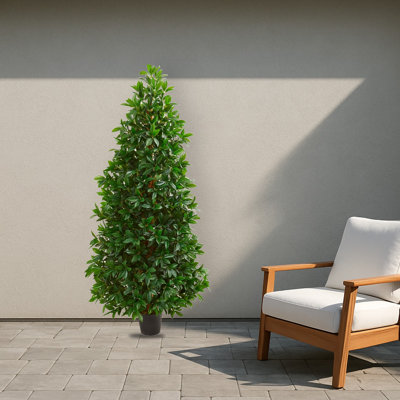 Bay Leaf Cone Topiary Tree