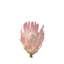 Blush Protea by Leah Straatsma - Wrapped Canvas Print-305076055
