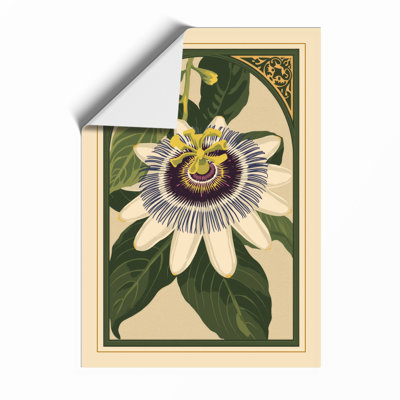 Passion Flower Study Botanical - Framed Print