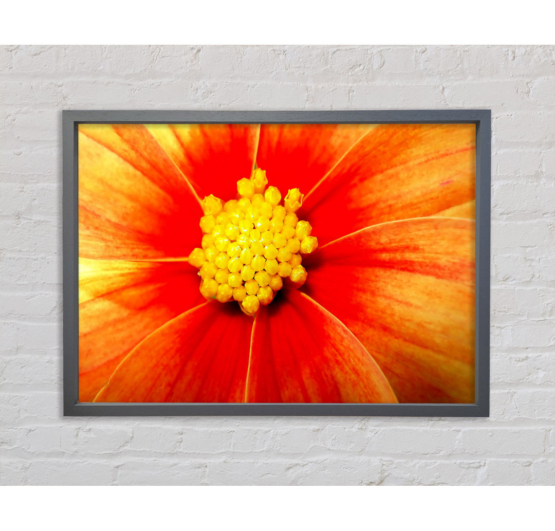 Orange Petal Delight - Einzelner Bilderrahmen Kunstdrucke auf Leinwand