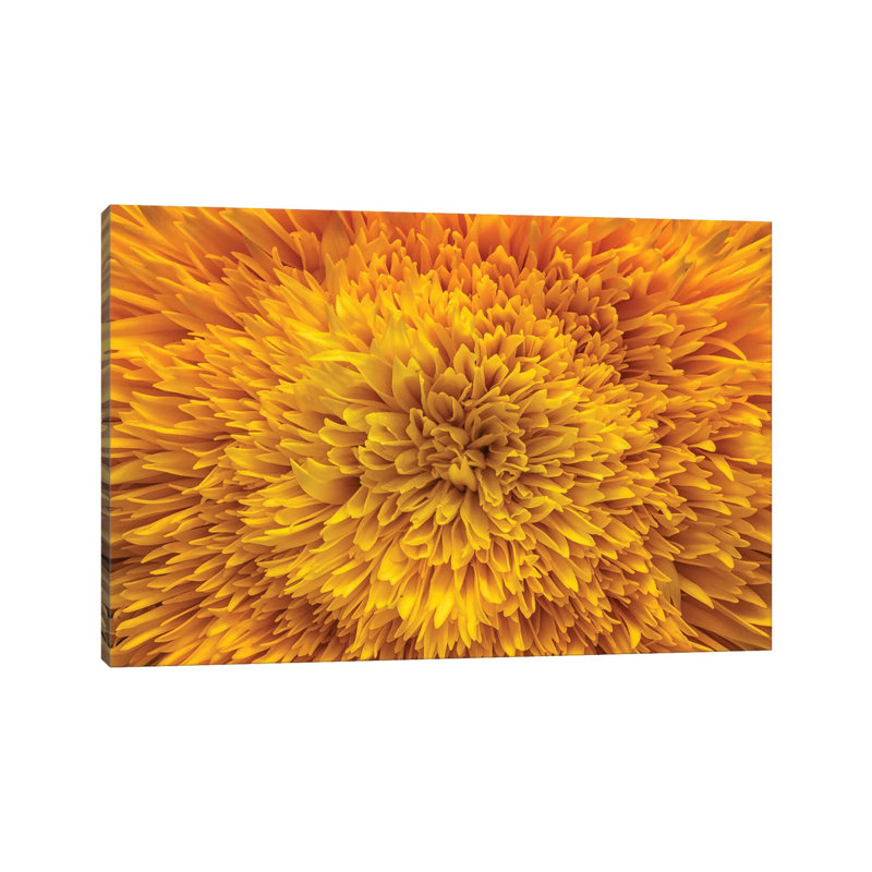 Exotic Sunflower by Glauco Meneghelli - Wrapped Canvas Print