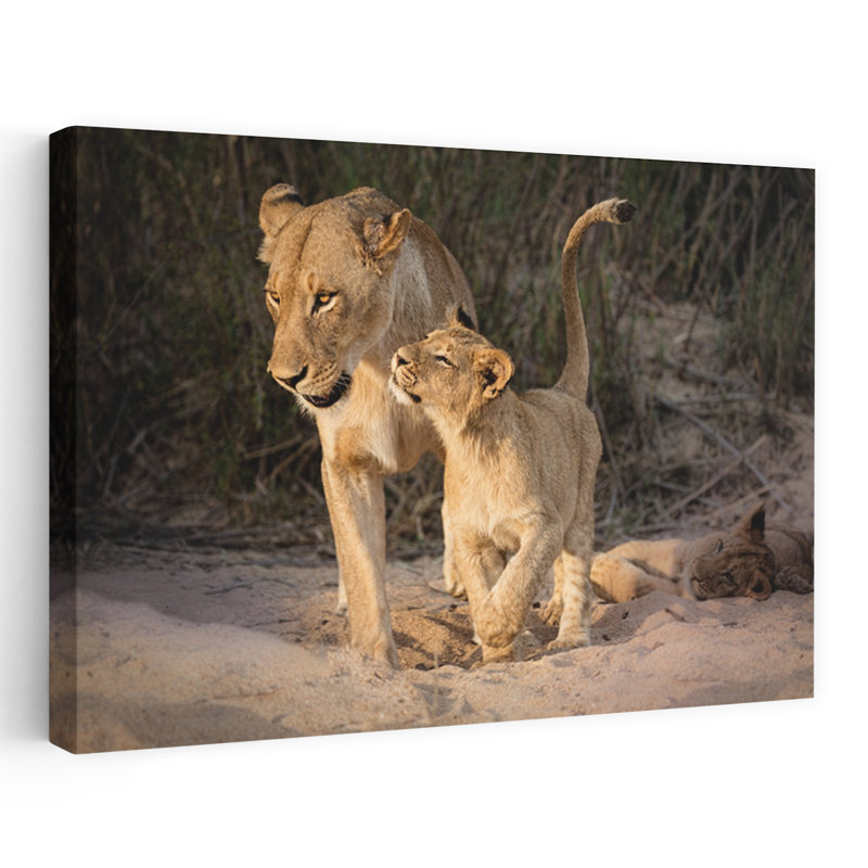 «Gentle Lioness Cub Serene Contemporary Cat Lion Landscape Nature», reproduction d'art murale