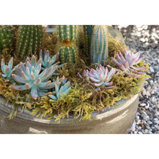 2'' Faux Pine Plant