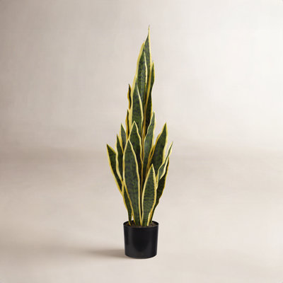 30" Snake Plant in Pot