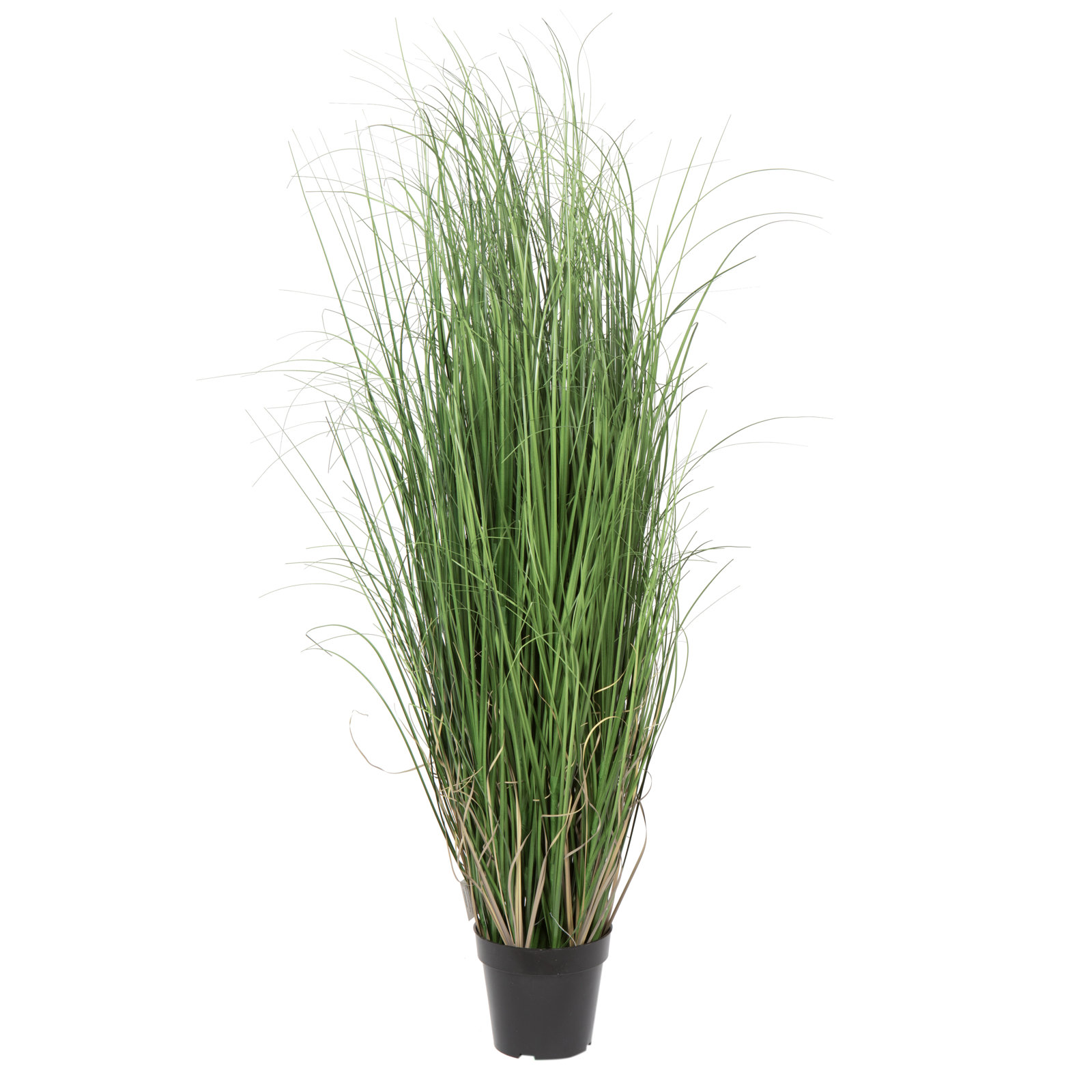 Kellan Curled Grass Plant in Pot, 48" H x 24" W x 24" D