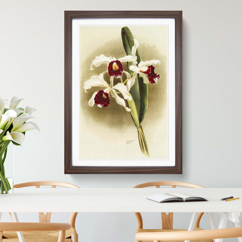 Magnolia Flowers Illustration Tab. 25 by Frederick Sander - Picture Frame Painting Print, Walnut, 60cm H x 40cm W x 2cm D