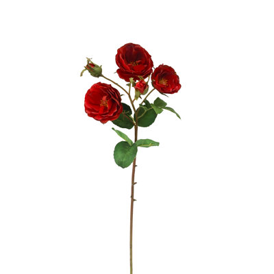 ENGLISH CANTERBURY ROSE STEM
