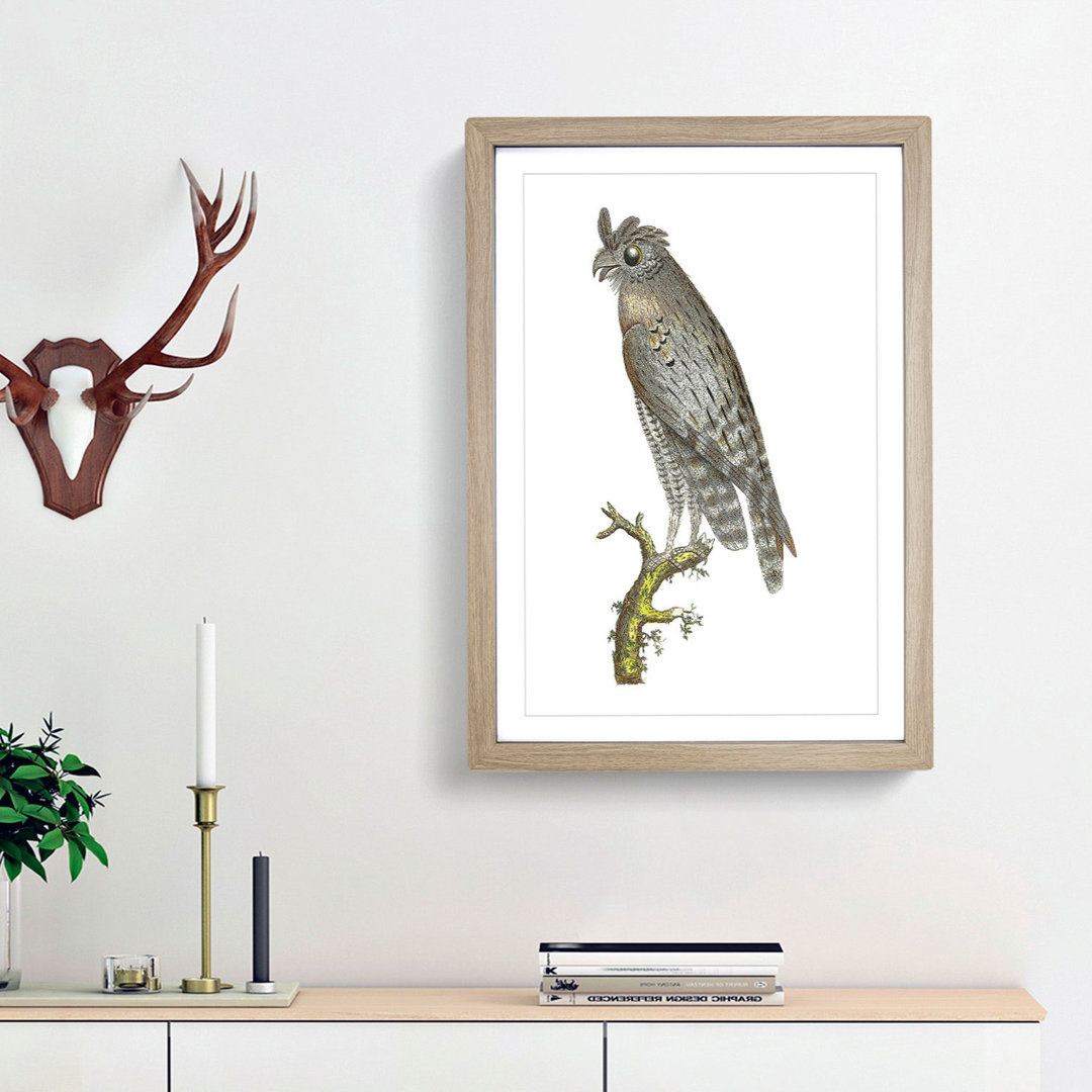 Least Horned Owl by George Shaw - Framed Print