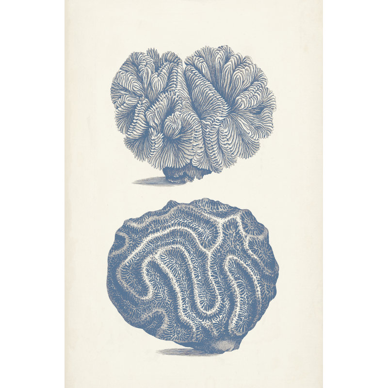 Antique Coral Collection IX - Print, Black Floater Frame, 122 cm H x 81 cm W