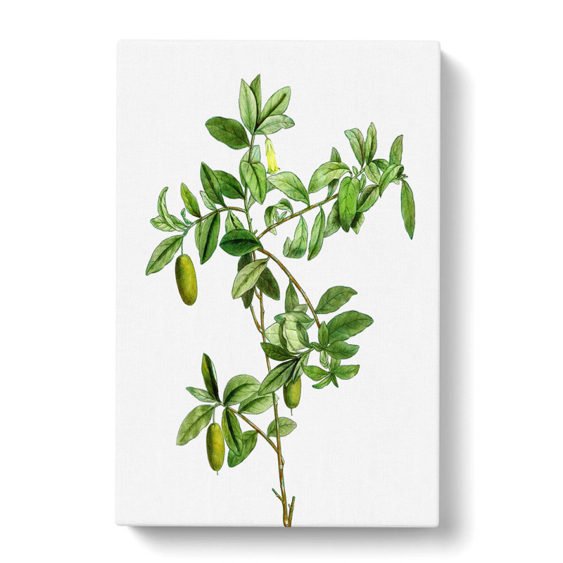 Apple Berry Tree by Pierre-Joseph Redoute - Wrapped Canvas Painting Pint - Wrapped Canvas, 60cm H x 40cm W x 3cm D