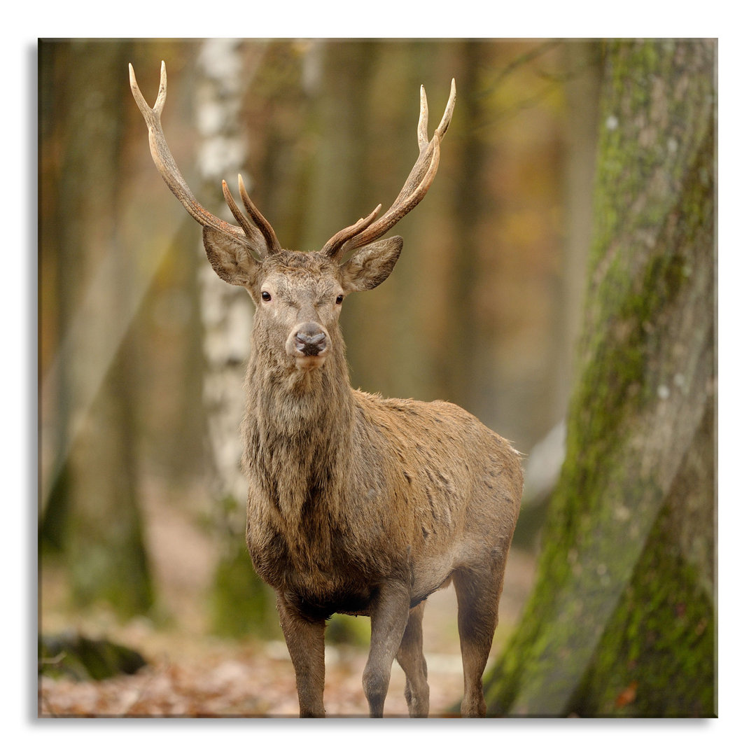 Glasbild Schöner Hirsch im Wald