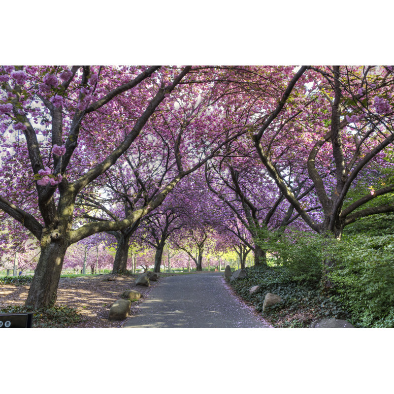 Cherry Walk in Glorious Bloom - Photographie sur toile tendue, H 12 po x l 18 po x P 1,25 po
