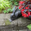 Statue de lapin Coronel-1592824405