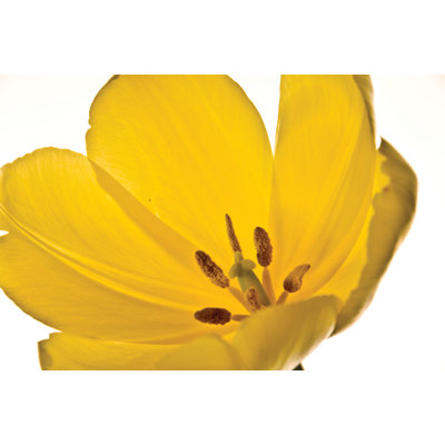 Yellow Tulip Close Up - Wrapped Canvas Art Prints