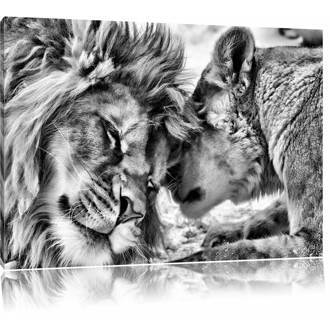 Leinwandbild Cuddling Lions in Monochrome