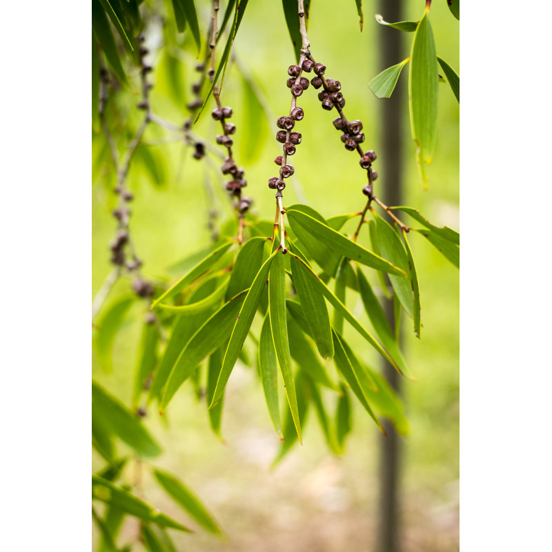 Melaleuca - Photographie sur toile tendue, H 18 po x l 12 po