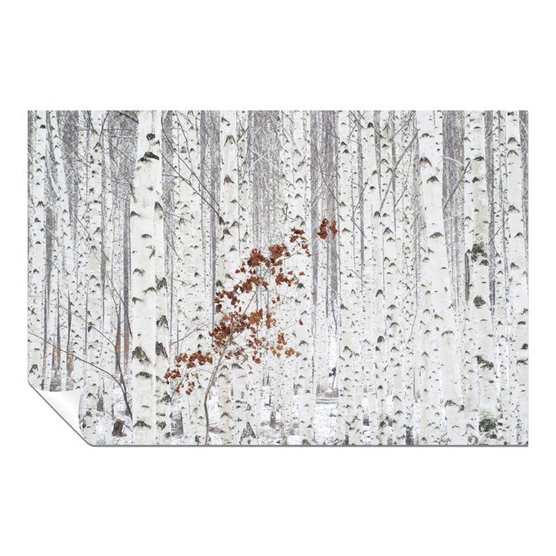 Winter Birch Wood Trees - No Frame Print, 20cm H x 31cm W