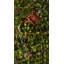 Vredenburgh Garden Stake