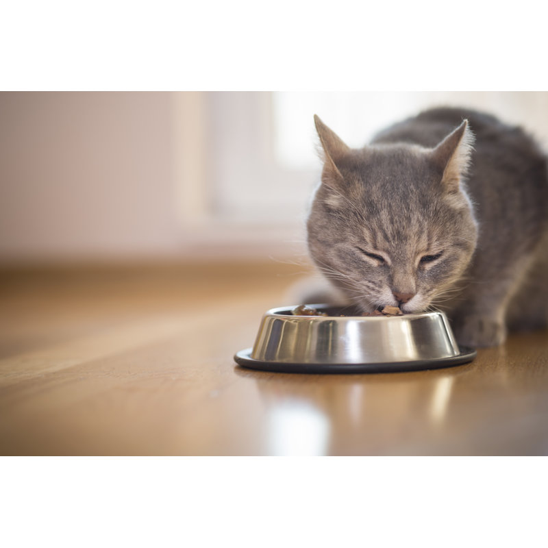 Cat - Wrapped Canvas Print, 20cm H x 30cm W x 3.8cm D