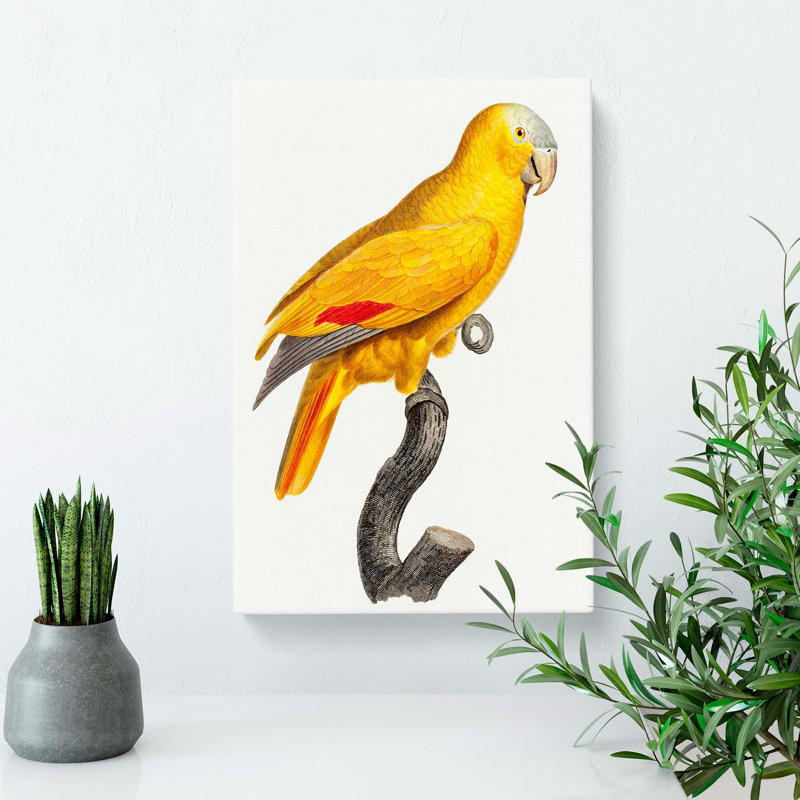 Golden Parrot by F. Levaillant - Wrapped Canvas Painting, 50cm H x 35cm W x 3cm D