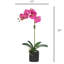 Orchid Arrangement In Pot-2037520810-2037520809