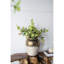 Vase de table Libra Furlane