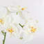 Phalaenopsis 60cm Plant-100807346
