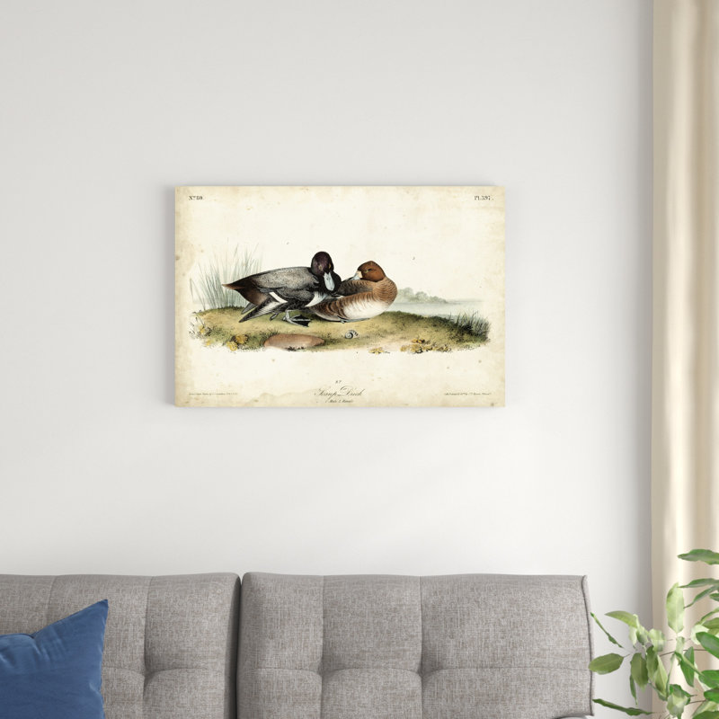 «Audubon Ducks IV» par James Audubon - peinture sur toile tendue, H 20 po x l 30 po x P 1,25 po