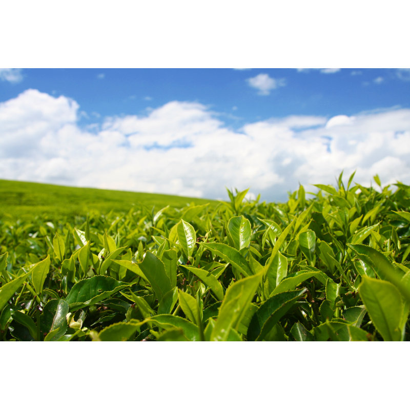 Tea Plantation by Micheldenijs, 12" H x 18" W