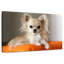 Crowhu Chihuahua sur un oreiller-111890437