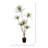 Dracaena Drop-in Plant