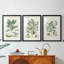 Buchoz Tropicals IV - reproduction encadrée sur mesure de qualité supérieure mate - 3 pièces-1420945984-1420945986