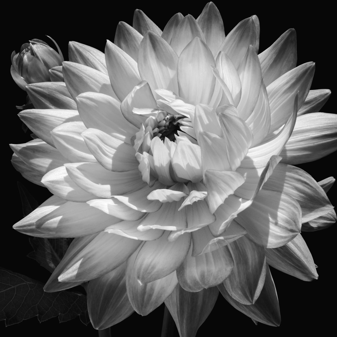 Leinwandbild White Dahlia II von Michelle Calkins