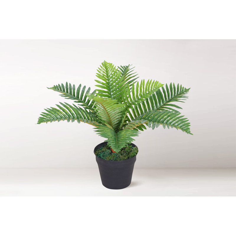 Faux Palm Plant in Pot, 50"H x 50"W